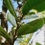 Turraea ovata  Bois  de  quivi .petit quivi .meliaceae.endémique Réunion Maurice. (1).jpeg